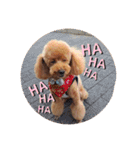 SORA the Toy poodle（個別スタンプ：3）
