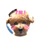 SORA the Toy poodle（個別スタンプ：4）