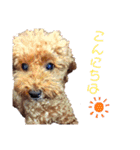 SORA the Toy poodle（個別スタンプ：5）