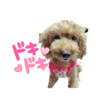 SORA the Toy poodle（個別スタンプ：6）