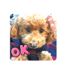SORA the Toy poodle（個別スタンプ：7）
