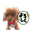 SORA the Toy poodle（個別スタンプ：8）