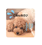 SORA the Toy poodle（個別スタンプ：9）