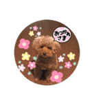 SORA the Toy poodle（個別スタンプ：10）