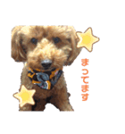 SORA the Toy poodle（個別スタンプ：11）