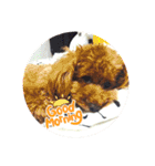 SORA the Toy poodle（個別スタンプ：12）