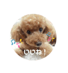SORA the Toy poodle（個別スタンプ：13）