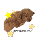 SORA the Toy poodle（個別スタンプ：14）
