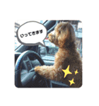 SORA the Toy poodle（個別スタンプ：15）