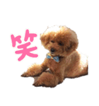 SORA the Toy poodle（個別スタンプ：16）