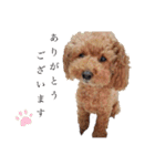 SORA the Toy poodle（個別スタンプ：17）