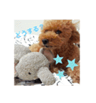 SORA the Toy poodle（個別スタンプ：18）