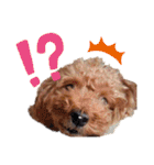 SORA the Toy poodle（個別スタンプ：19）