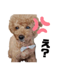 SORA the Toy poodle（個別スタンプ：20）
