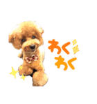 SORA the Toy poodle（個別スタンプ：21）