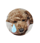 SORA the Toy poodle（個別スタンプ：22）