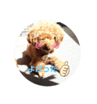 SORA the Toy poodle（個別スタンプ：23）
