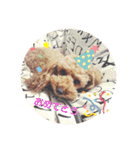 SORA the Toy poodle（個別スタンプ：25）