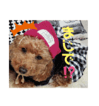 SORA the Toy poodle（個別スタンプ：26）