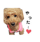 SORA the Toy poodle（個別スタンプ：27）