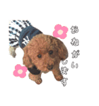 SORA the Toy poodle（個別スタンプ：28）