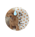 SORA the Toy poodle（個別スタンプ：29）