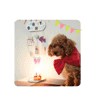 SORA the Toy poodle（個別スタンプ：30）