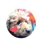 SORA the Toy poodle（個別スタンプ：31）