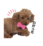 SORA the Toy poodle（個別スタンプ：32）