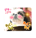 我が家のシーズー犬もじゃ 22（個別スタンプ：1）