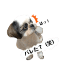 我が家のシーズー犬もじゃ 22（個別スタンプ：4）