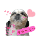 我が家のシーズー犬もじゃ 22（個別スタンプ：5）