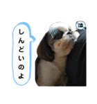 我が家のシーズー犬もじゃ 22（個別スタンプ：7）
