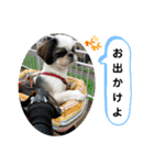 我が家のシーズー犬もじゃ 22（個別スタンプ：8）