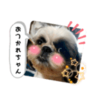 我が家のシーズー犬もじゃ 22（個別スタンプ：9）