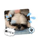 我が家のシーズー犬もじゃ 22（個別スタンプ：10）