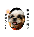 我が家のシーズー犬もじゃ 22（個別スタンプ：13）