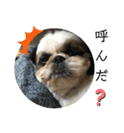 我が家のシーズー犬もじゃ 22（個別スタンプ：14）
