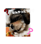 我が家のシーズー犬もじゃ 22（個別スタンプ：15）
