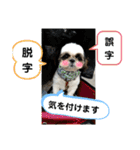 我が家のシーズー犬もじゃ 22（個別スタンプ：17）