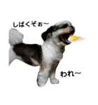 我が家のシーズー犬もじゃ 22（個別スタンプ：18）