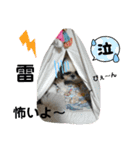 我が家のシーズー犬もじゃ 22（個別スタンプ：19）