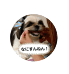 我が家のシーズー犬もじゃ 22（個別スタンプ：21）