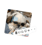 我が家のシーズー犬もじゃ 22（個別スタンプ：22）