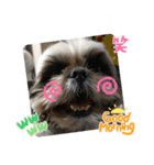 我が家のシーズー犬もじゃ 22（個別スタンプ：23）
