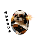 我が家のシーズー犬もじゃ 22（個別スタンプ：24）