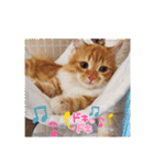 ミヌエットの仔猫のむぎちゃん（個別スタンプ：12）