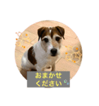 パーソンラッセルテリアのジュリアス（個別スタンプ：4）