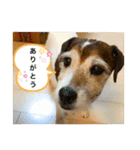 パーソンラッセルテリアのジュリアス（個別スタンプ：8）