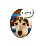 パーソンラッセルテリアのジュリアス（個別スタンプ：12）